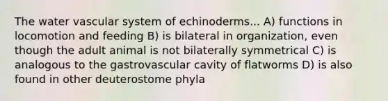 The water vascular system of echinoderms... A) functions in locomotion and feeding B) is bilateral in organization, even though the adult animal is not bilaterally symmetrical C) is analogous to the gastrovascular cavity of flatworms D) is also found in other deuterostome phyla