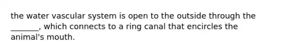 the water vascular system is open to the outside through the _______, which connects to a ring canal that encircles the animal's mouth.