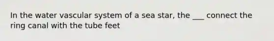 In the water vascular system of a sea star, the ___ connect the ring canal with the tube feet