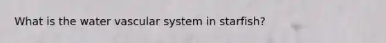 What is the water vascular system in starfish?