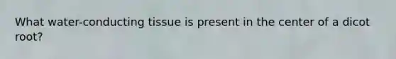What water-conducting tissue is present in the center of a dicot root?