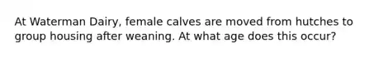 At Waterman Dairy, female calves are moved from hutches to group housing after weaning. At what age does this occur?