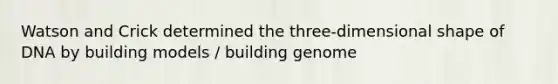 Watson and Crick determined the three-dimensional shape of DNA by building models / building genome