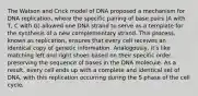 The Watson and Crick model of DNA proposed a mechanism for DNA replication, where the specific pairing of base pairs (A with T, C with G) allowed one DNA strand to serve as a template for the synthesis of a new complementary strand. This process, known as replication, ensures that every cell receives an identical copy of genetic information. Analogously, it's like matching left and right shoes based on their specific order, preserving the sequence of bases in the DNA molecule. As a result, every cell ends up with a complete and identical set of DNA, with this replication occurring during the S phase of the cell cycle.