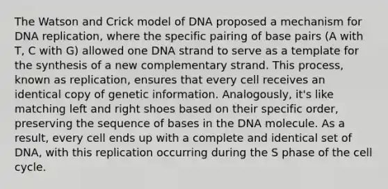 The Watson and Crick model of DNA proposed a mechanism for DNA replication, where the specific pairing of base pairs (A with T, C with G) allowed one DNA strand to serve as a template for the synthesis of a new complementary strand. This process, known as replication, ensures that every cell receives an identical copy of genetic information. Analogously, it's like matching left and right shoes based on their specific order, preserving the sequence of bases in the DNA molecule. As a result, every cell ends up with a complete and identical set of DNA, with this replication occurring during the S phase of the cell cycle.