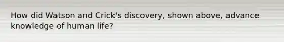 How did Watson and Crick's discovery, shown above, advance knowledge of human life?