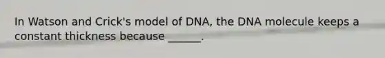 In Watson and Crick's model of DNA, the DNA molecule keeps a constant thickness because ______.