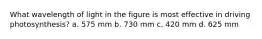 What wavelength of light in the figure is most effective in driving photosynthesis? a. 575 mm b. 730 mm c. 420 mm d. 625 mm