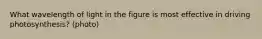 What wavelength of light in the figure is most effective in driving photosynthesis? (photo)