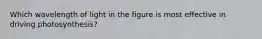 Which wavelength of light in the figure is most effective in driving photosynthesis?
