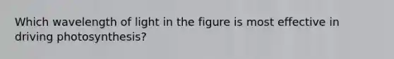 Which wavelength of light in the figure is most effective in driving photosynthesis?