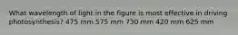 What wavelength of light in the figure is most effective in driving photosynthesis? 475 mm 575 mm 730 mm 420 mm 625 mm