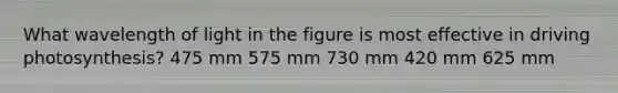 What wavelength of light in the figure is most effective in driving photosynthesis? 475 mm 575 mm 730 mm 420 mm 625 mm