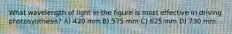 What wavelength of light in the figure is most effective in driving photosynthesis? A) 420 mm B) 575 mm C) 625 mm D) 730 mm