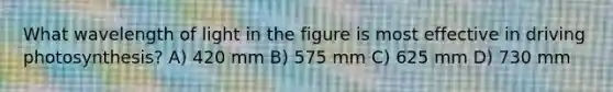 What wavelength of light in the figure is most effective in driving photosynthesis? A) 420 mm B) 575 mm C) 625 mm D) 730 mm