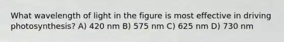 What wavelength of light in the figure is most effective in driving photosynthesis? A) 420 nm B) 575 nm C) 625 nm D) 730 nm