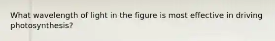 What wavelength of light in the figure is most effective in driving photosynthesis?