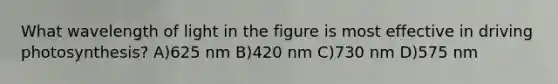 What wavelength of light in the figure is most effective in driving photosynthesis? A)625 nm B)420 nm C)730 nm D)575 nm