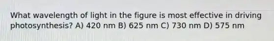 What wavelength of light in the figure is most effective in driving photosynthesis? A) 420 nm B) 625 nm C) 730 nm D) 575 nm