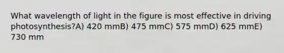 What wavelength of light in the figure is most effective in driving photosynthesis?A) 420 mmB) 475 mmC) 575 mmD) 625 mmE) 730 mm