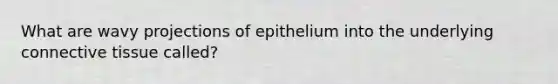 What are wavy projections of epithelium into the underlying connective tissue called?