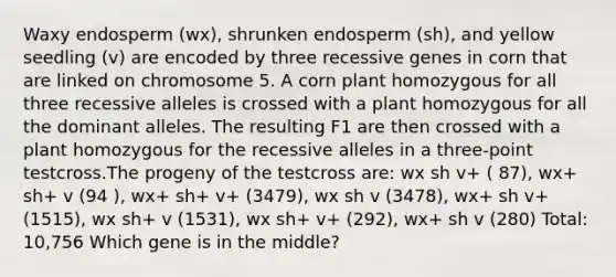 Waxy endosperm (wx), shrunken endosperm (sh), and yellow seedling (v) are encoded by three recessive genes in corn that are linked on chromosome 5. A corn plant homozygous for all three recessive alleles is crossed with a plant homozygous for all the dominant alleles. The resulting F1 are then crossed with a plant homozygous for the recessive alleles in a three-point testcross.The progeny of the testcross are: wx sh v+ ( 87), wx+ sh+ v (94 ), wx+ sh+ v+ (3479), wx sh v (3478), wx+ sh v+ (1515), wx sh+ v (1531), wx sh+ v+ (292), wx+ sh v (280) Total: 10,756 Which gene is in the middle?