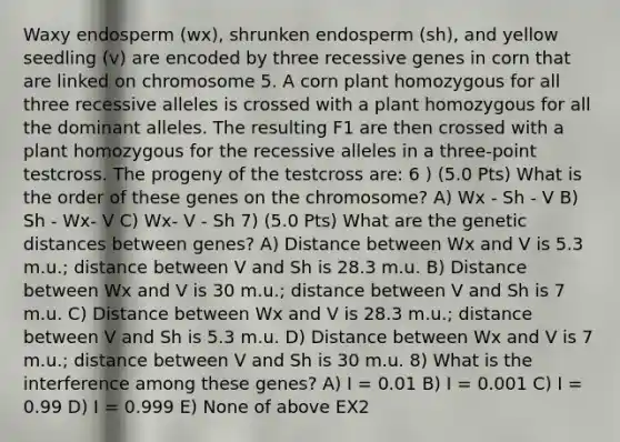 Waxy endosperm (wx), shrunken endosperm (sh), and yellow seedling (v) are encoded by three recessive genes in corn that are linked on chromosome 5. A corn plant homozygous for all three recessive alleles is crossed with a plant homozygous for all the dominant alleles. The resulting F1 are then crossed with a plant homozygous for the recessive alleles in a three-point testcross. The progeny of the testcross are: 6 ) (5.0 Pts) What is the order of these genes on the chromosome? A) Wx - Sh - V B) Sh - Wx- V C) Wx- V - Sh 7) (5.0 Pts) What are the genetic distances between genes? A) Distance between Wx and V is 5.3 m.u.; distance between V and Sh is 28.3 m.u. B) Distance between Wx and V is 30 m.u.; distance between V and Sh is 7 m.u. C) Distance between Wx and V is 28.3 m.u.; distance between V and Sh is 5.3 m.u. D) Distance between Wx and V is 7 m.u.; distance between V and Sh is 30 m.u. 8) What is the interference among these genes? A) I = 0.01 B) I = 0.001 C) I = 0.99 D) I = 0.999 E) None of above EX2