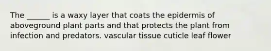 The ______ is a waxy layer that coats <a href='https://www.questionai.com/knowledge/kBFgQMpq6s-the-epidermis' class='anchor-knowledge'>the epidermis</a> of aboveground plant parts and that protects the plant from infection and predators. <a href='https://www.questionai.com/knowledge/k1HVFq17mo-vascular-tissue' class='anchor-knowledge'>vascular tissue</a> cuticle leaf flower