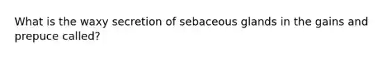 What is the waxy secretion of sebaceous glands in the gains and prepuce called?