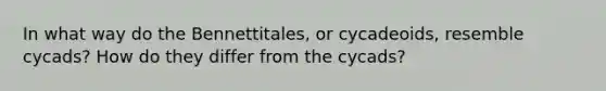 In what way do the Bennettitales, or cycadeoids, resemble cycads? How do they differ from the cycads?