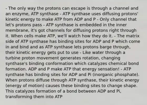 - The only way the protons can escape is through a channel and an enzyme, ATP synthase - ATP synthase uses diffusing protons' kinetic energy to make ATP from ADP and P - Only channel that let's protons pass - ATP synthase is embedded in the inner membrane, it's got channels for diffusing protons right through it. When cells make ATP, we'll watch how they do it. - The matrix side of ATP synthase has binding sites for ADP and P which come in and bind and as ATP synthase lets protons barge through, their kinetic energy gets put to use - Like water through a turbine proton movement generates rotation, changing synthase's binding conformation which catalyzes chemical bond formation. ADP and P make ATP that energy sensation! - ATP synthase has binding sites for ADP and Pi (inorganic phosphate). When protons diffuse through ATP synthase, their kinetic energy (energy of motion) causes these binding sites to change shape. This catalyzes formation of a bond between ADP and Pi, transforming them into ATP