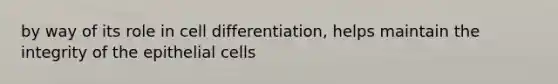 by way of its role in cell differentiation, helps maintain the integrity of the epithelial cells