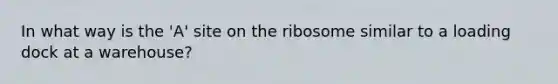 In what way is the 'A' site on the ribosome similar to a loading dock at a warehouse?