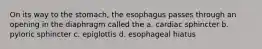 On its way to the stomach, the esophagus passes through an opening in the diaphragm called the a. cardiac sphincter b. pyloric sphincter c. epiglottis d. esophageal hiatus