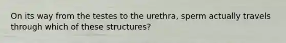 On its way from the testes to the urethra, sperm actually travels through which of these structures?