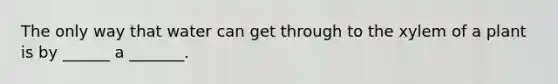 The only way that water can get through to the xylem of a plant is by ______ a _______.