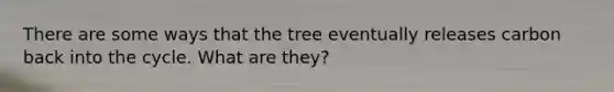 There are some ways that the tree eventually releases carbon back into the cycle. What are they?