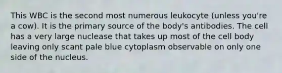 This WBC is the second most numerous leukocyte (unless you're a cow). It is the primary source of the body's antibodies. The cell has a very large nuclease that takes up most of the cell body leaving only scant pale blue cytoplasm observable on only one side of the nucleus.