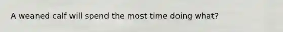 A weaned calf will spend the most time doing what?