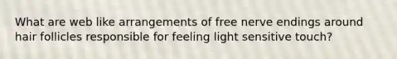 What are web like arrangements of free nerve endings around hair follicles responsible for feeling light sensitive touch?