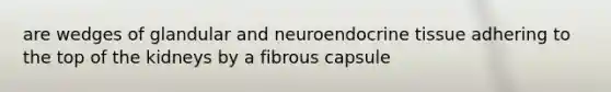 are wedges of glandular and neuroendocrine tissue adhering to the top of the kidneys by a fibrous capsule