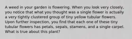 A weed in your garden is flowering. When you look very closely, you notice that what you thought was a single flower is actually a very tightly clustered group of tiny yellow tubular flowers. Upon further inspection, you find that each one of these tiny tubular flowers has petals, sepals, stamens, and a single carpel. What is true about this plant?