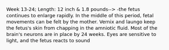 Week 13-24; Length: 12 inch & 1.8 pounds--> -the fetus continues to enlarge rapidly. In the middle of this period, fetal movements can be felt by the mother. Vernix and laungo keep the fetus's skin from chapping in the amniotic fluid. Most of the brain's neurons are in place by 24 weeks. Eyes are sensitive to light, and the fetus reacts to sound