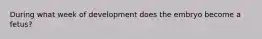 During what week of development does the embryo become a fetus?