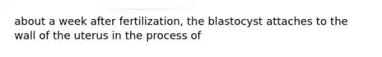 about a week after fertilization, the blastocyst attaches to the wall of the uterus in the process of