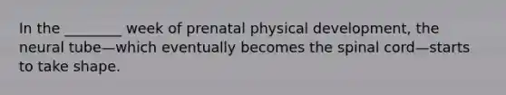 In the ________ week of prenatal physical development, the neural tube—which eventually becomes the spinal cord—starts to take shape.