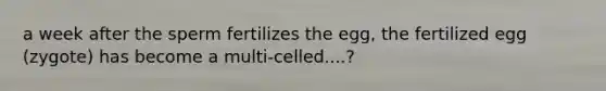 a week after the sperm fertilizes the egg, the fertilized egg (zygote) has become a multi-celled....?