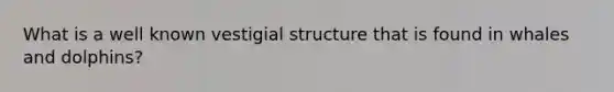 What is a well known vestigial structure that is found in whales and dolphins?