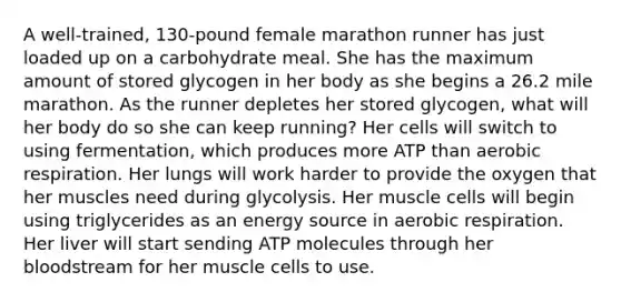 A well‑trained, 130‑pound female marathon runner has just loaded up on a carbohydrate meal. She has the maximum amount of stored glycogen in her body as she begins a 26.2 mile marathon. As the runner depletes her stored glycogen, what will her body do so she can keep running? Her cells will switch to using fermentation, which produces more ATP than aerobic respiration. Her lungs will work harder to provide the oxygen that her muscles need during glycolysis. Her muscle cells will begin using triglycerides as an energy source in aerobic respiration. Her liver will start sending ATP molecules through her bloodstream for her muscle cells to use.