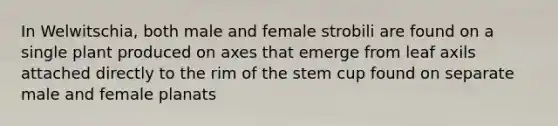 In Welwitschia, both male and female strobili are found on a single plant produced on axes that emerge from leaf axils attached directly to the rim of the stem cup found on separate male and female planats